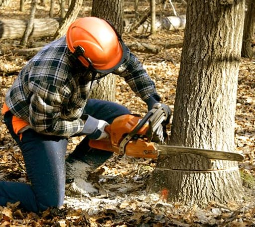 Tree Removal in Guild, TN